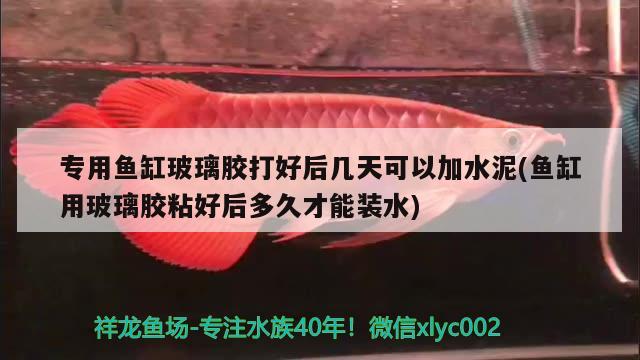 專用魚缸玻璃膠打好后幾天可以加水泥(魚缸用玻璃膠粘好后多久才能裝水)