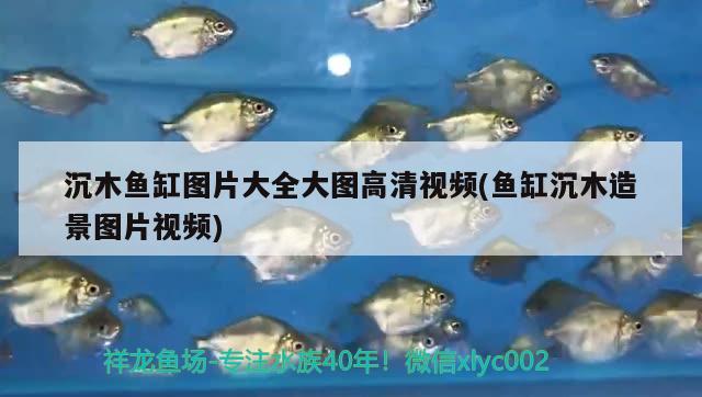 沉木魚缸圖片大全大圖高清視頻(魚缸沉木造景圖片視頻) 狗頭魚