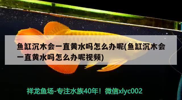 魚缸沉木會一直黃水嗎怎么辦呢(魚缸沉木會一直黃水嗎怎么辦呢視頻) 黃金貓魚百科