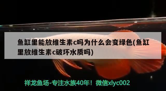 魚缸里能放維生素c嗎為什么會(huì)變綠色(魚缸里放維生素c破壞水質(zhì)嗎) 黑云魚