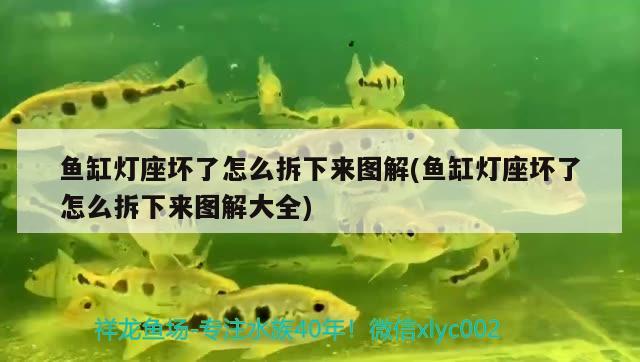 魚缸燈座壞了怎么拆下來圖解(魚缸燈座壞了怎么拆下來圖解大全) 羽毛刀魚苗