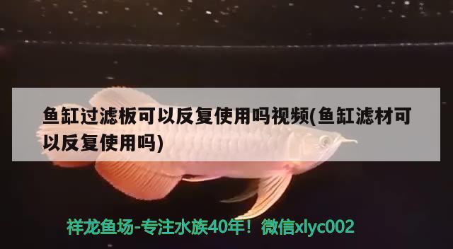 魚缸過(guò)濾板可以反復(fù)使用嗎視頻(魚缸濾材可以反復(fù)使用嗎) 白子球鯊魚