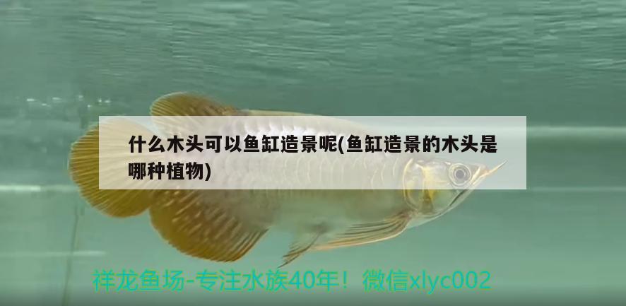 什么木頭可以魚(yú)缸造景呢(魚(yú)缸造景的木頭是哪種植物)