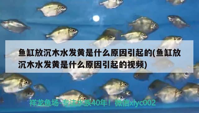 魚(yú)缸放沉木水發(fā)黃是什么原因引起的(魚(yú)缸放沉木水發(fā)黃是什么原因引起的視頻) 祥龍水族濾材/器材