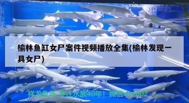 榆林魚缸女尸案件視頻播放全集(榆林發(fā)現(xiàn)一具女尸) BD魟魚