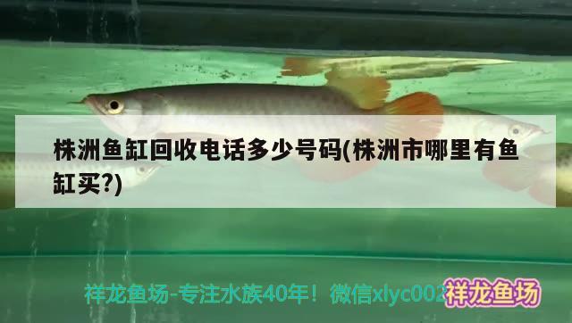 株洲魚缸回收電話多少號碼(株洲市哪里有魚缸買?) 馬拉莫寶石魚苗