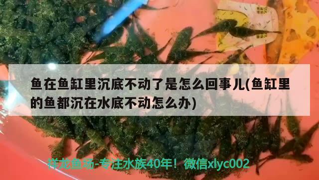 魚在魚缸里沉底不動(dòng)了是怎么回事兒(魚缸里的魚都沉在水底不動(dòng)怎么辦)