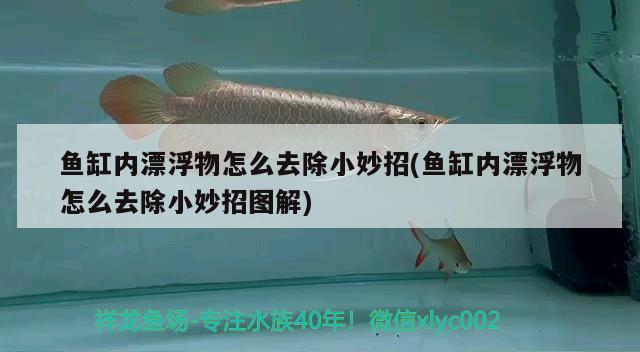 魚缸內(nèi)漂浮物怎么去除小妙招(魚缸內(nèi)漂浮物怎么去除小妙招圖解) 溫控設(shè)備