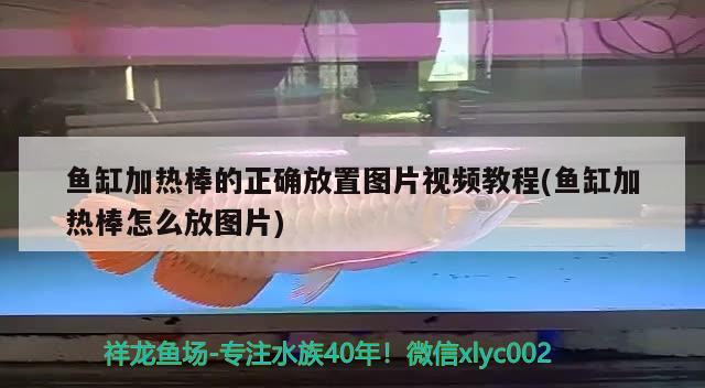 魚缸加熱棒的正確放置圖片視頻教程(魚缸加熱棒怎么放圖片)