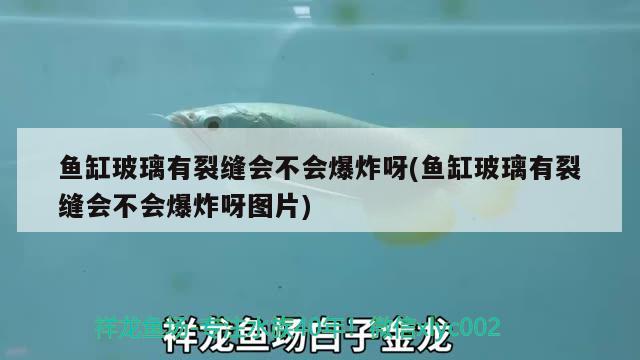 魚(yú)缸玻璃有裂縫會(huì)不會(huì)爆炸呀(魚(yú)缸玻璃有裂縫會(huì)不會(huì)爆炸呀圖片) 巴卡雷龍魚(yú)