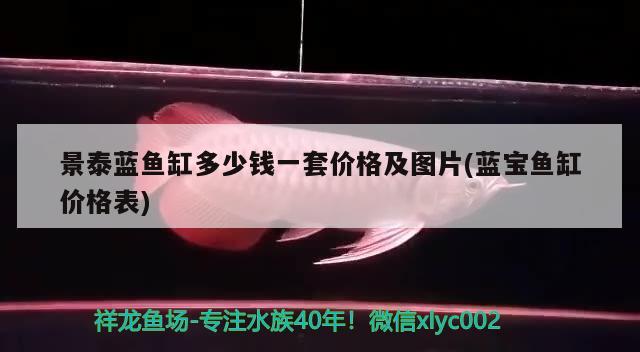 景泰藍(lán)魚缸多少錢一套價格及圖片(藍(lán)寶魚缸價格表) 紅魔王銀版魚