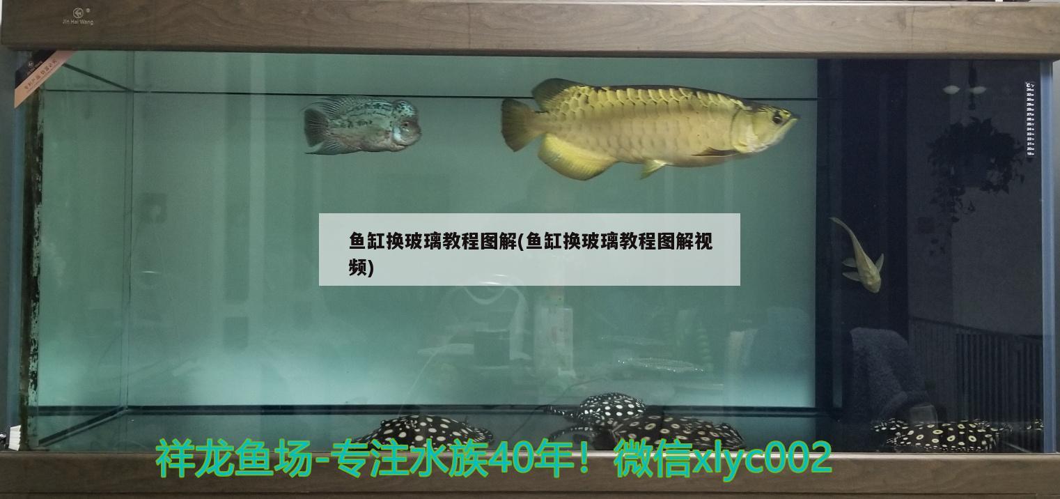 魚缸換玻璃教程圖解(魚缸換玻璃教程圖解視頻) 觀賞魚市場