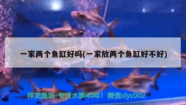 一家兩個(gè)魚缸好嗎(一家放兩個(gè)魚缸好不好) 廣州觀賞魚魚苗批發(fā)市場(chǎng) 第2張