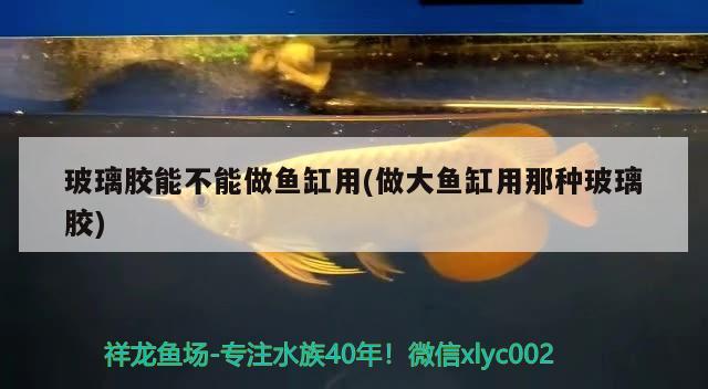 玻璃膠能不能做魚缸用(做大魚缸用那種玻璃膠) 眼斑魚