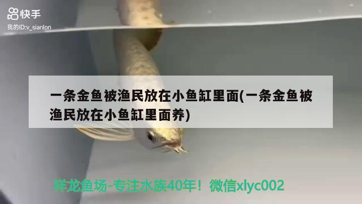 一條金魚被漁民放在小魚缸里面(一條金魚被漁民放在小魚缸里面養(yǎng)) 大正錦鯉魚