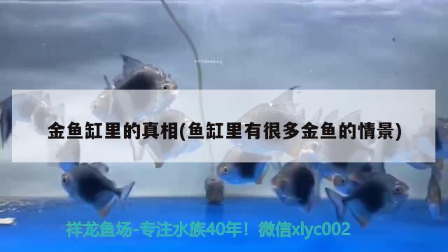 金魚缸里的真相(魚缸里有很多金魚的情景) 黑影道人魚