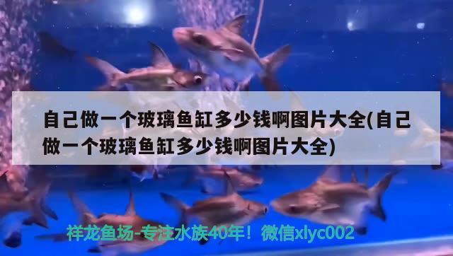 自己做一個玻璃魚缸多少錢啊圖片大全(自己做一個玻璃魚缸多少錢啊圖片大全)