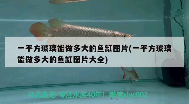 一平方玻璃能做多大的魚缸圖片(一平方玻璃能做多大的魚缸圖片大全)