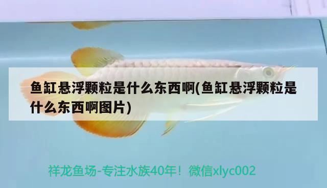 魚缸懸浮顆粒是什么東西啊(魚缸懸浮顆粒是什么東西啊圖片)