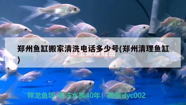 鄭州魚缸搬家清洗電話多少號(鄭州清理魚缸) 除藻劑