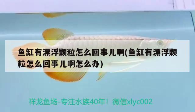 魚缸有漂浮顆粒怎么回事兒啊(魚缸有漂浮顆粒怎么回事兒啊怎么辦)