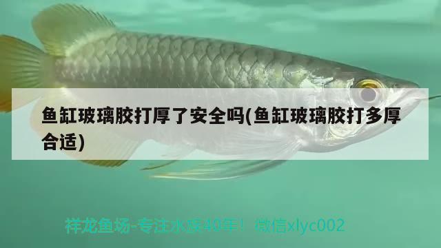 魚缸玻璃膠打厚了安全嗎(魚缸玻璃膠打多厚合適)