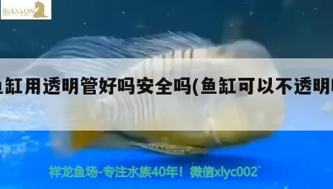 魚缸用透明管好嗎安全嗎(魚缸可以不透明嗎)