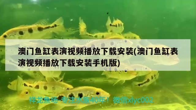 澳門魚缸表演視頻播放下載安裝(澳門魚缸表演視頻播放下載安裝手機(jī)版) 斑馬鴨嘴魚苗