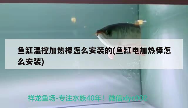 魚缸溫控加熱棒怎么安裝的(魚缸電加熱棒怎么安裝) 黃金斑馬魚 第2張