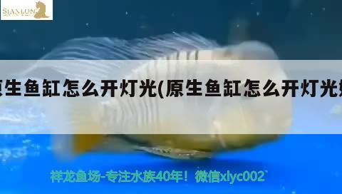 原生魚缸怎么開燈光(原生魚缸怎么開燈光好) 廣州觀賞魚魚苗批發(fā)市場