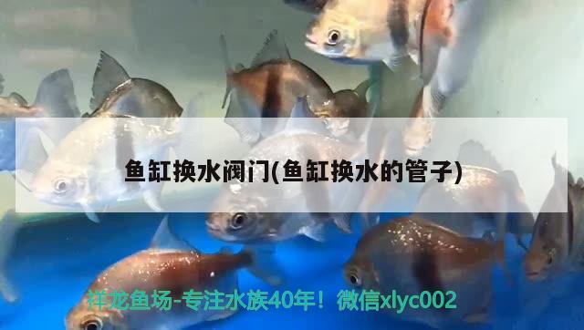 魚(yú)缸換水閥門(mén)(魚(yú)缸換水的管子) 申古銀版魚(yú)