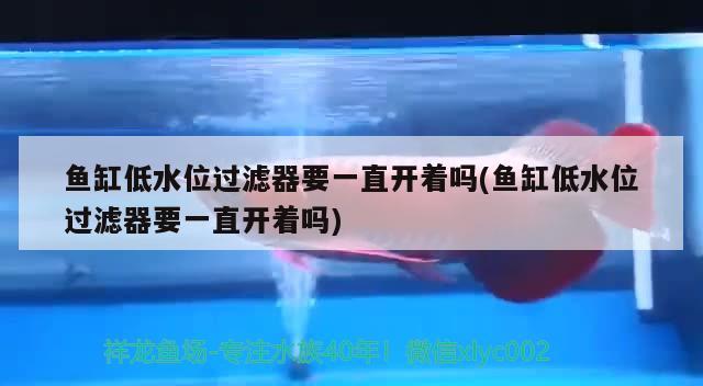 魚缸低水位過濾器要一直開著嗎(魚缸低水位過濾器要一直開著嗎) 魚缸凈水劑