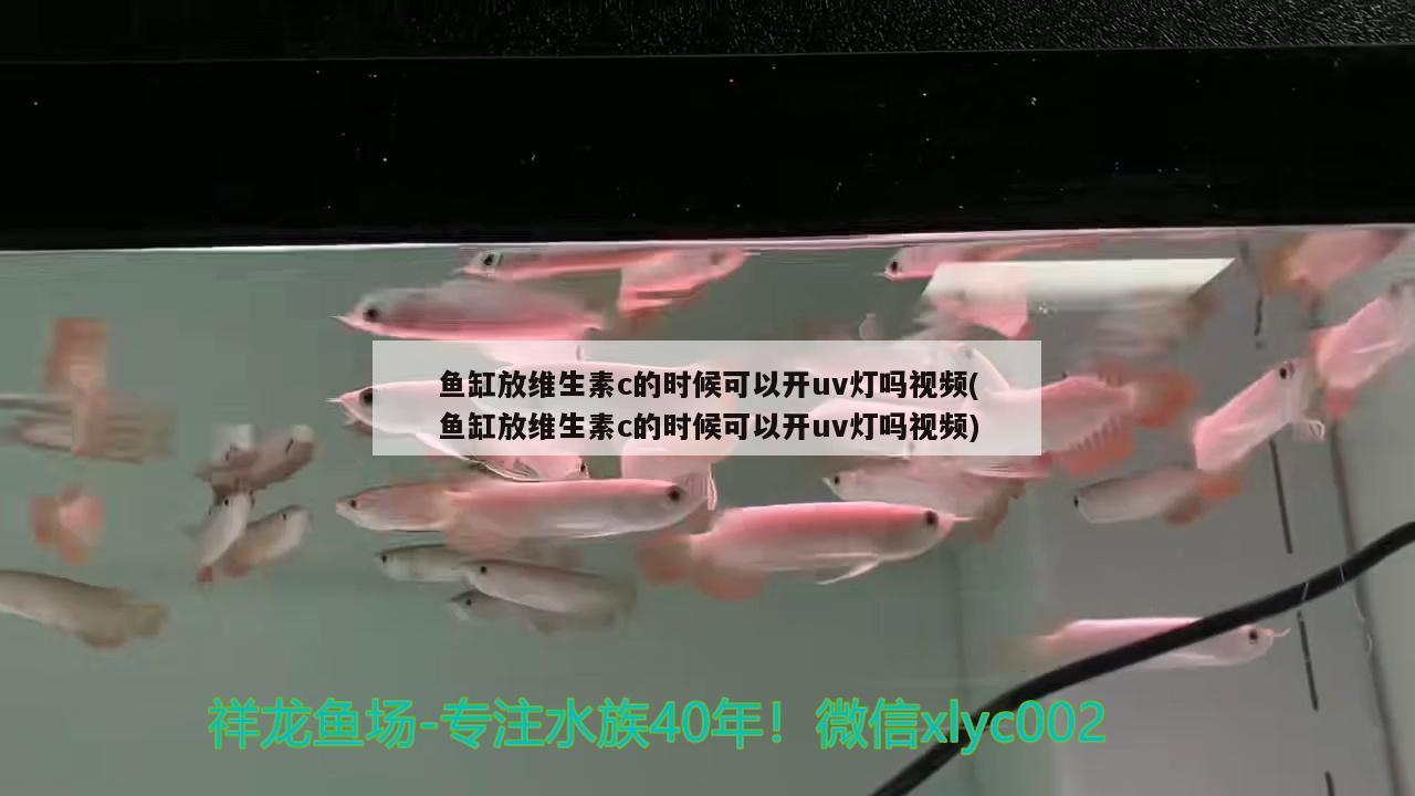 魚缸放維生素c的時候可以開uv燈嗎視頻(魚缸放維生素c的時候可以開uv燈嗎視頻) 金龍福龍魚