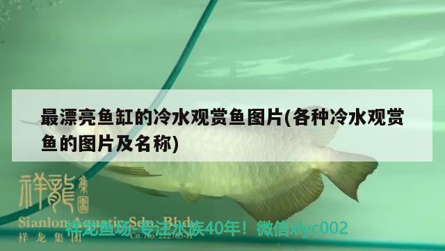 最漂亮魚缸的冷水觀賞魚圖片(各種冷水觀賞魚的圖片及名稱)