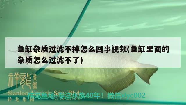 魚缸雜質(zhì)過濾不掉怎么回事視頻(魚缸里面的雜質(zhì)怎么過濾不了) 巴卡雷龍魚