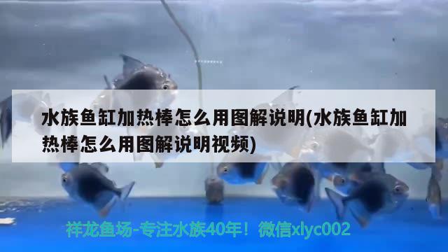 水族魚缸加熱棒怎么用圖解說明(水族魚缸加熱棒怎么用圖解說明視頻) 喂食器