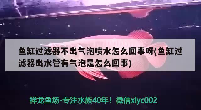 魚(yú)缸過(guò)濾器不出氣泡噴水怎么回事呀(魚(yú)缸過(guò)濾器出水管有氣泡是怎么回事) 伊巴卡魚(yú)