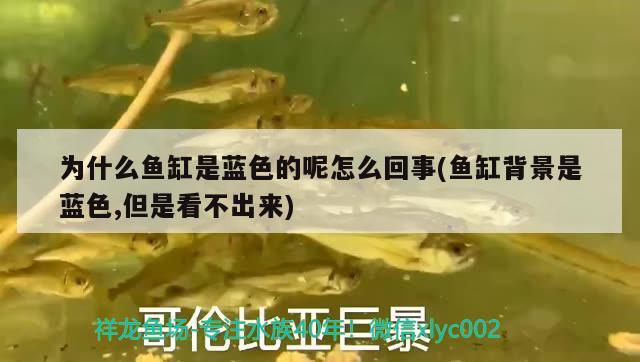 為什么魚缸是藍(lán)色的呢怎么回事(魚缸背景是藍(lán)色,但是看不出來) 孵化器