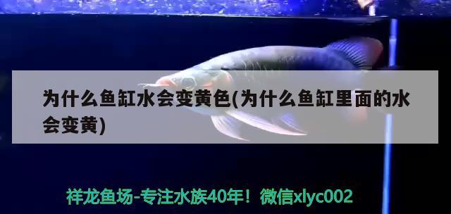 為什么魚缸水會(huì)變黃色(為什么魚缸里面的水會(huì)變黃) 南美異型魚