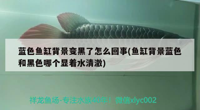 藍色魚缸背景變黑了怎么回事(魚缸背景藍色和黑色哪個顯著水清澈) 紅尾平克魚