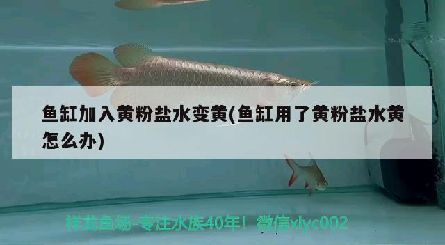 魚缸加入黃粉鹽水變黃(魚缸用了黃粉鹽水黃怎么辦)