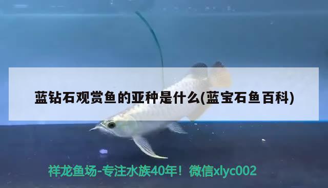 藍(lán)鉆石觀賞魚(yú)的亞種是什么(藍(lán)寶石魚(yú)百科) 非洲象鼻魚(yú)