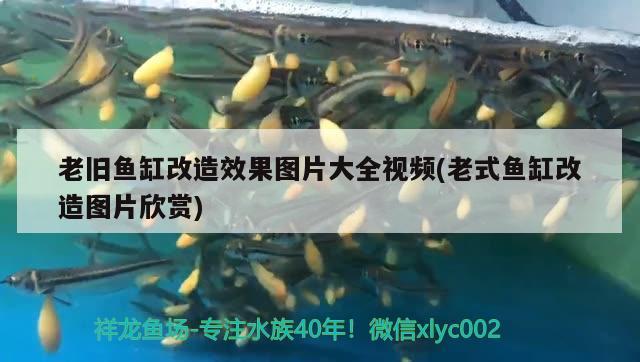 老舊魚缸改造效果圖片大全視頻(老式魚缸改造圖片欣賞) 噴點(diǎn)菠蘿魚