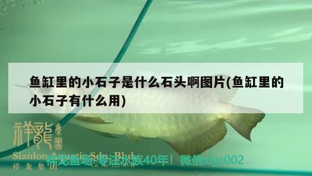 魚(yú)缸里的小石子是什么石頭啊圖片(魚(yú)缸里的小石子有什么用)