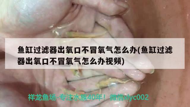 魚缸過濾器出氧口不冒氧氣怎么辦(魚缸過濾器出氧口不冒氧氣怎么辦視頻) 觀賞魚水族批發(fā)市場