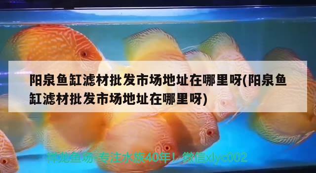 陽泉魚缸濾材批發(fā)市場地址在哪里呀(陽泉魚缸濾材批發(fā)市場地址在哪里呀)