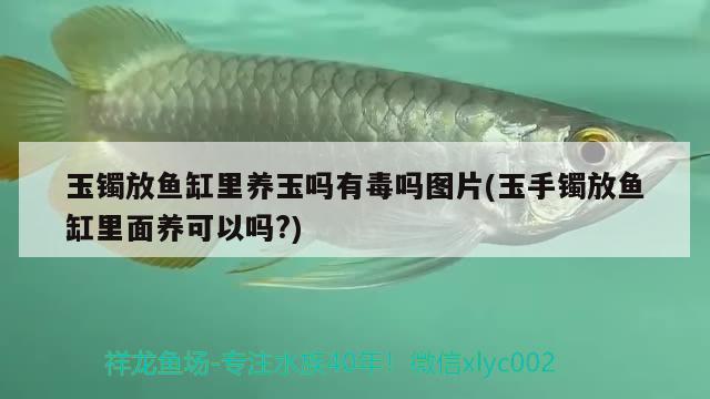 玉鐲放魚缸里養(yǎng)玉嗎有毒嗎圖片(玉手鐲放魚缸里面養(yǎng)可以嗎?) 朱巴利魚