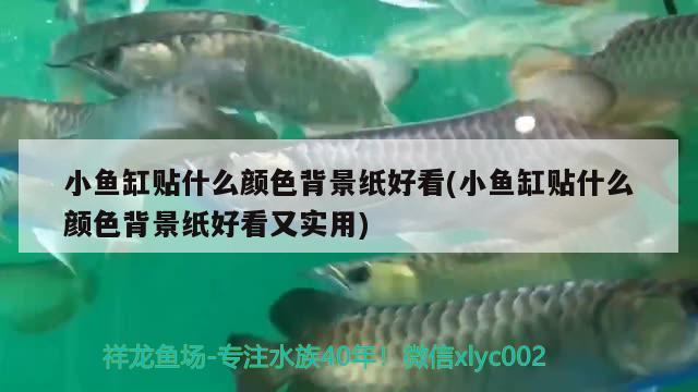 小魚缸貼什么顏色背景紙好看(小魚缸貼什么顏色背景紙好看又實用)