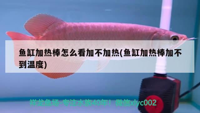 魚缸加熱棒怎么看加不加熱(魚缸加熱棒加不到溫度) 廣州觀賞魚魚苗批發(fā)市場