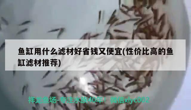 魚缸用什么濾材好省錢又便宜(性價比高的魚缸濾材推薦) 白子銀龍魚苗